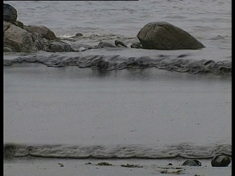 厚厚的被油浸透的海浪拍打着海滩。拉科鲁尼亚，西班牙地中海，厄奎奥拉泄漏，1976年5月。视频素材