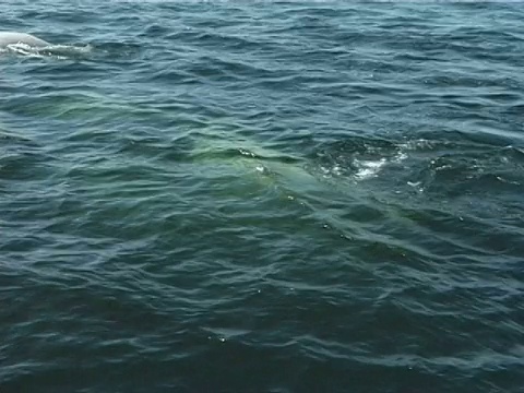 白海豚(Delphinapterus leucas)在水下一起游泳，浮出水面，绿色的浮游生物(2006)。加拿大圣劳伦斯。视频素材