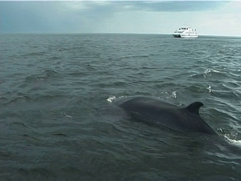 小须鲸(须鲸目)在镜头附近浮出水面，身后是观鲸船，(2002)。加拿大圣劳伦斯。视频素材