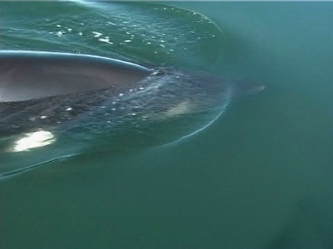 小须鲸(Balaenoptera acutorostrata)在研究船周围跳舞，好声音(2002)。加拿大圣劳伦斯。视频素材