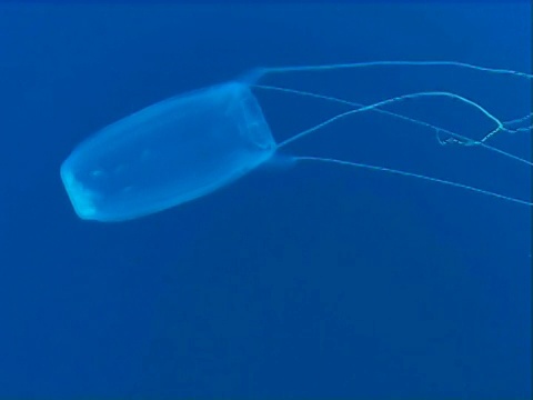 埃及红海，蓝色海水中的水母视频素材