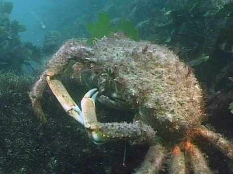 大蜘蛛蟹(Hyas araneus)摄食，海峡群岛，英国视频素材