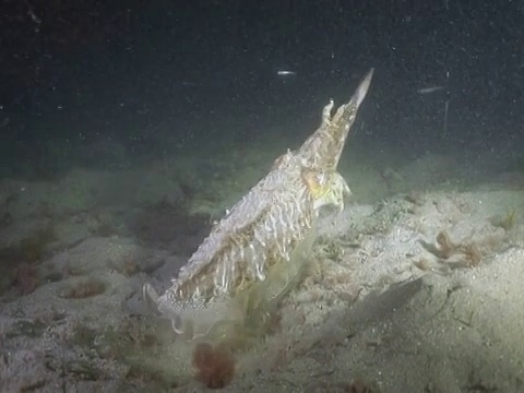 墨鱼在夜间出没觅食。海峡群岛、英国视频素材