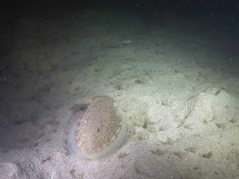 墨鱼在夜间出没觅食。海峡群岛、英国视频素材