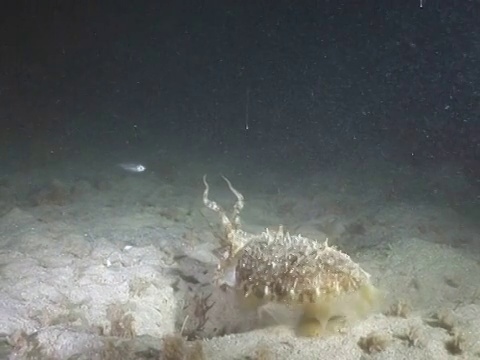 墨鱼在夜间出没觅食。海峡群岛、英国视频素材