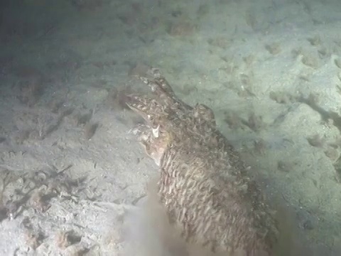 墨鱼在夜间出没觅食。海峡群岛、英国视频素材