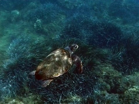 在斑驳的光线中游泳的红海龟，希腊，地中海视频素材