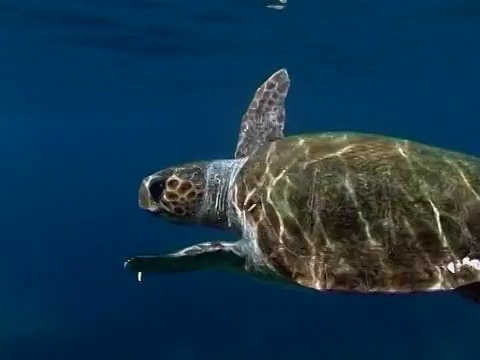 赤蠵龟(Caretta Caretta)，希腊，地中海视频素材