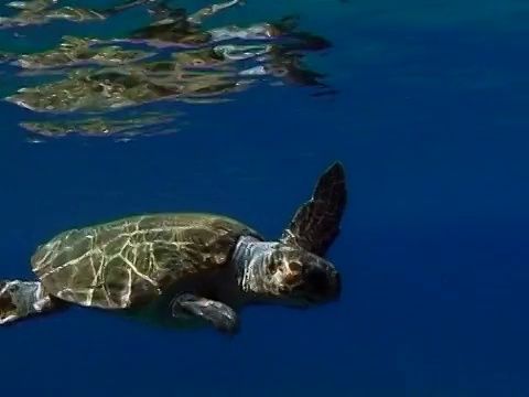 赤蠵龟(Caretta Caretta)，希腊，地中海视频素材