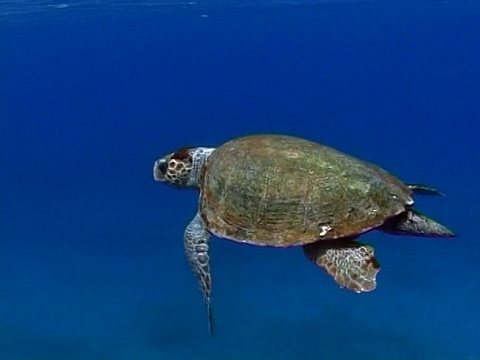 赤蠵龟(Caretta Caretta)，希腊，地中海视频素材