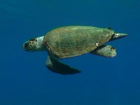 赤蠵龟(Caretta Caretta)，希腊，地中海视频素材