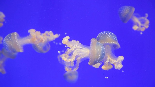 澳洲斑点水母，太平洋深海视频素材