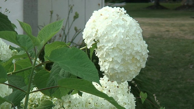 白色花2 1080/60i视频素材