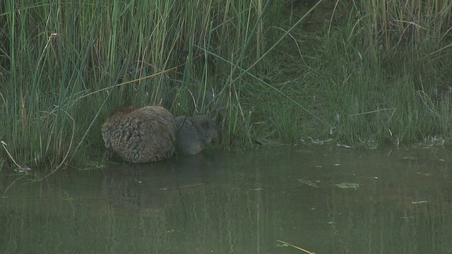 河鼠15 1080/60i视频素材