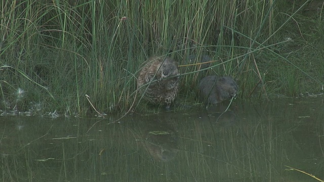 河鼠16 1080/60i视频素材