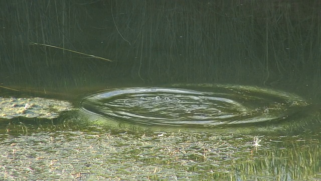 河鼠20 1080/60i视频素材