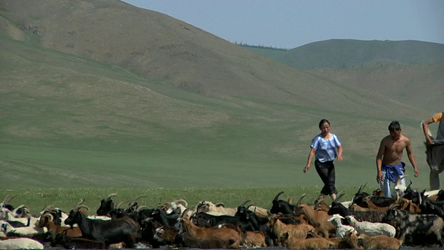 放大游牧民正成群的绵羊和山羊过河视频素材