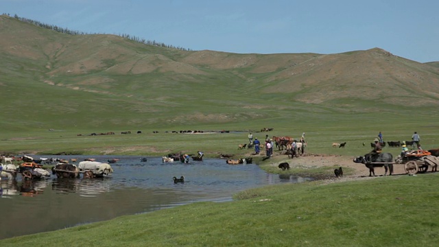 游牧民赶着一群山羊、绵羊和大车过河视频素材