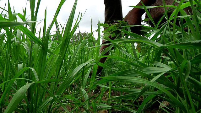 女性除草作物视频素材