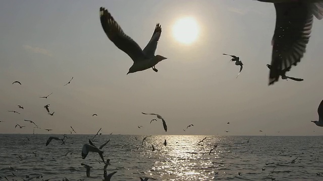 海鸥在日落时分视频素材