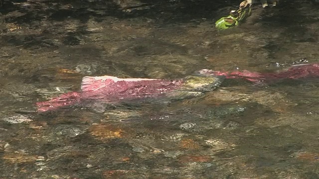 大马哈鱼视频素材