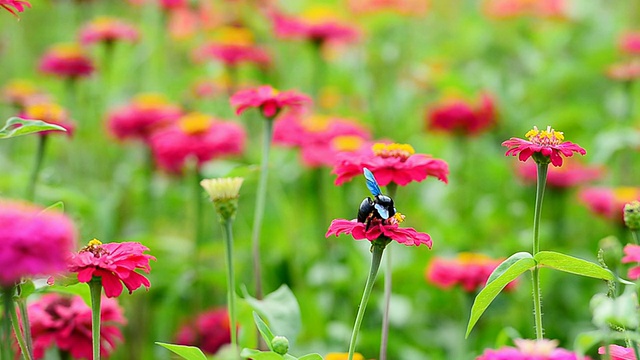 宇宙的花视频素材