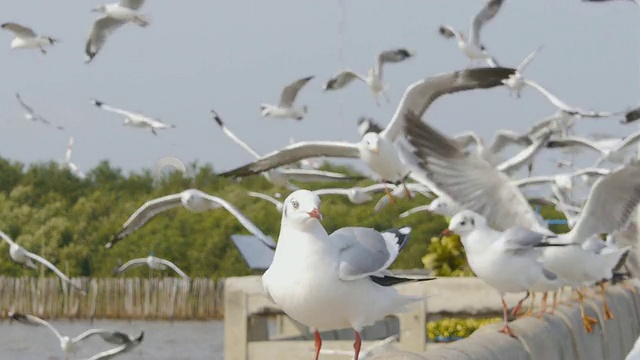 海鸥视频素材