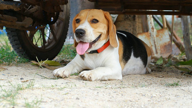 小猎犬在地面视频素材