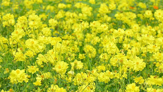 花植物视频素材