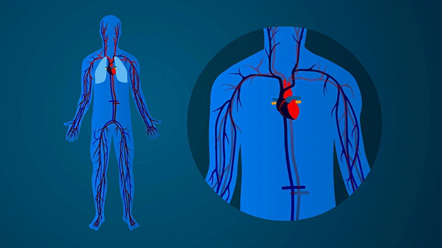人体心血管循环系统:蓝色背景视频素材