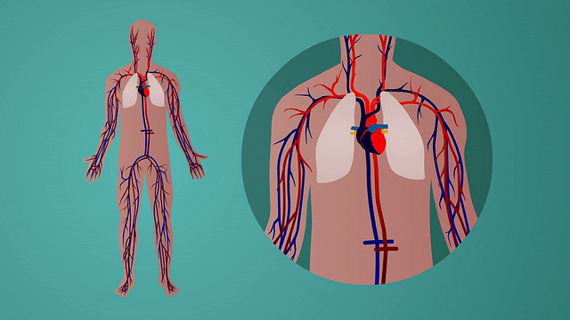 人体心血管循环系统:绿色背景视频下载
