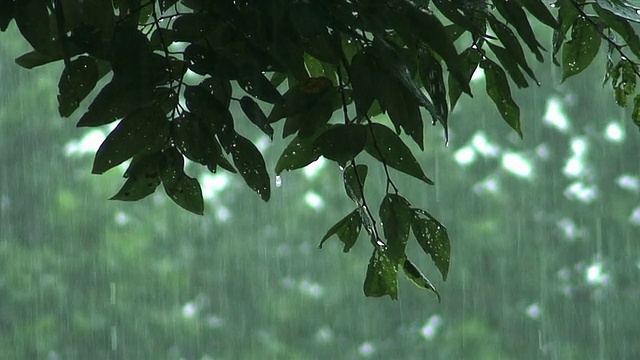 森林的雨视频素材