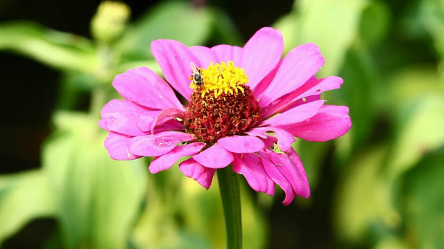 蜜蜂视频素材