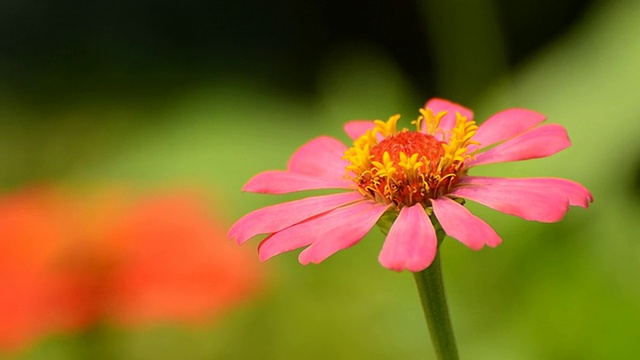 宇宙的花视频素材