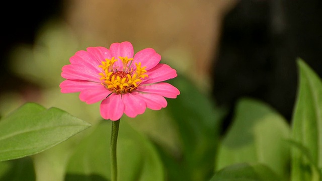 宇宙的花视频素材