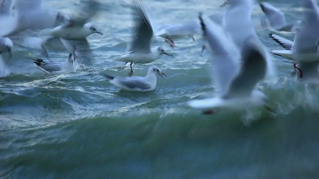 海鸥在日内瓦湖上迎着强风飞翔视频素材