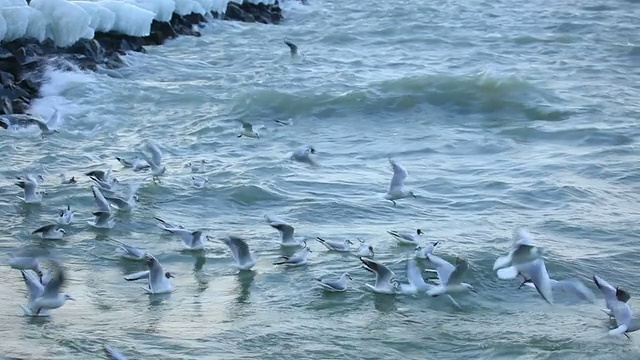 海鸥在日内瓦湖上迎着强风飞翔视频素材