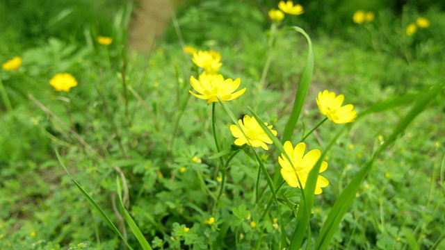 花园里的黄花视频素材