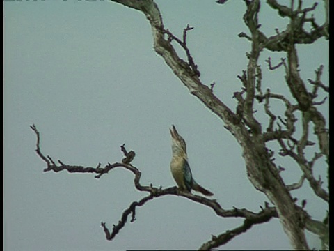 MWA Kookaburra，在树上，呼唤视频素材