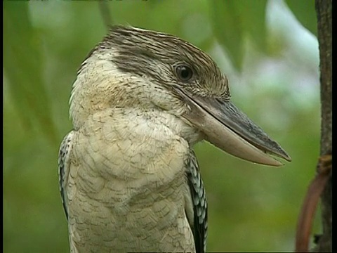 cukookaburra四处张望视频素材