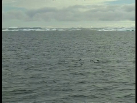 西大洋，远处的浮冰，一群企鹅跃出水面，前景，南极洲视频素材