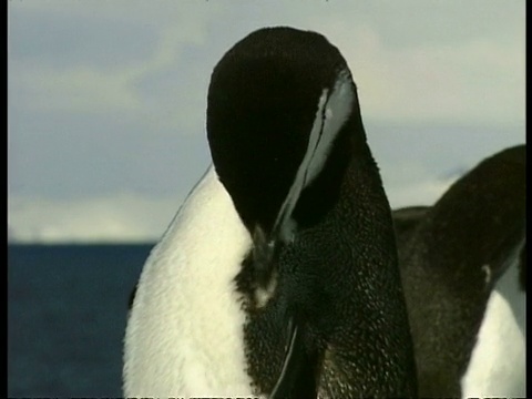 南极洲企鹅Pygoscelis Antarctica梳理自己的毛发视频素材