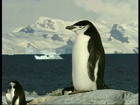 南极洲企鹅，Pygoscelis antarctic，站在岩石地上，背景是海洋和雪山，面对着南极洲视频素材