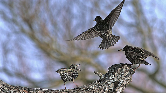 普通椋鸟(sturnus vulgaris)成虫在法国诺曼底的Flight / Vieux Pont打斗视频素材