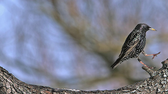 MS SLO MO普通椋鸟(sturnus vulgaris)成虫在树枝上跳跃/ Vieux Pont，法国诺曼底视频素材