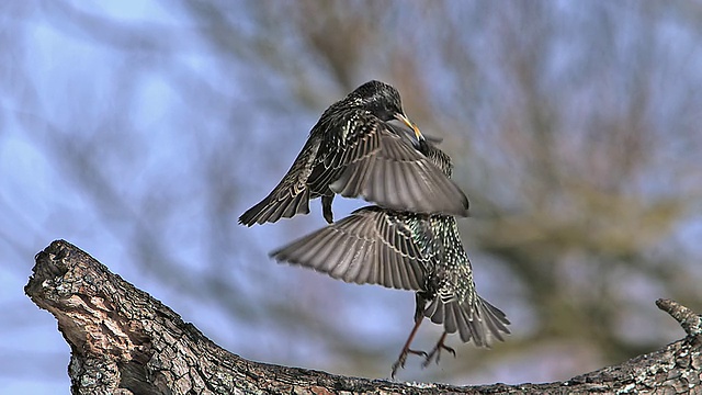 MS SLO MO普通椋鸟(sturnus vulgaris)成虫在飞行中打斗/ Vieux Pont，诺曼底，法国视频素材