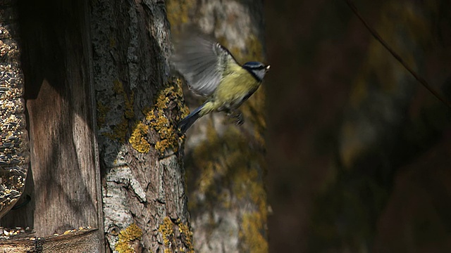 MS SLO MO蓝山雀(parus caeruleus)从树上取下，喙中有食物/ Vieux Pont，法国诺曼底视频素材