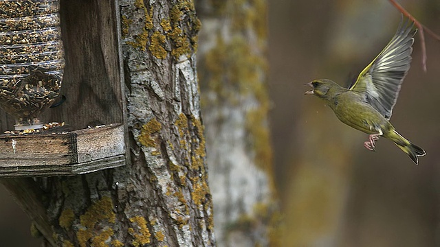 MS SLO MO沼泽山雀(parus palustris)与欧洲绿翅雀(carduelis chloris)在法国诺曼底波谷/ Vieux Pont的攻击性视频素材