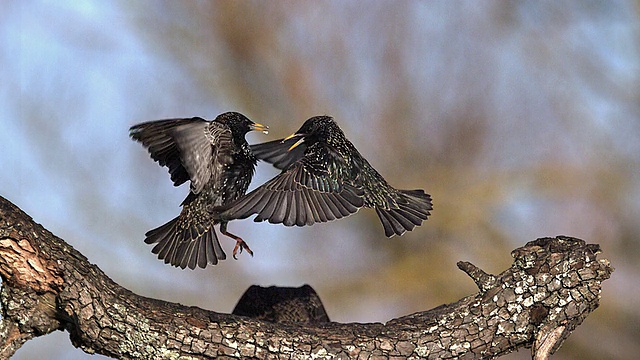 CU SLO MO普通椋鸟(sturnus vulgaris)在飞行中战斗/ Vieux Pont，诺曼底，法国视频素材