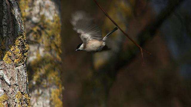 MS SLO MO Marsh Tit (parus palustris) flying / Vieux Pont，诺曼底，法国视频素材